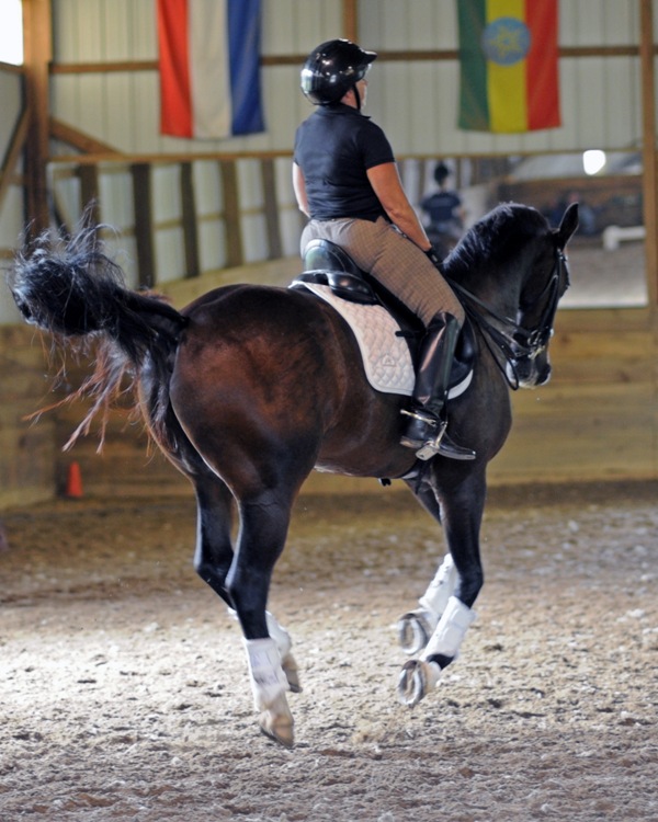 Dressage Clinics